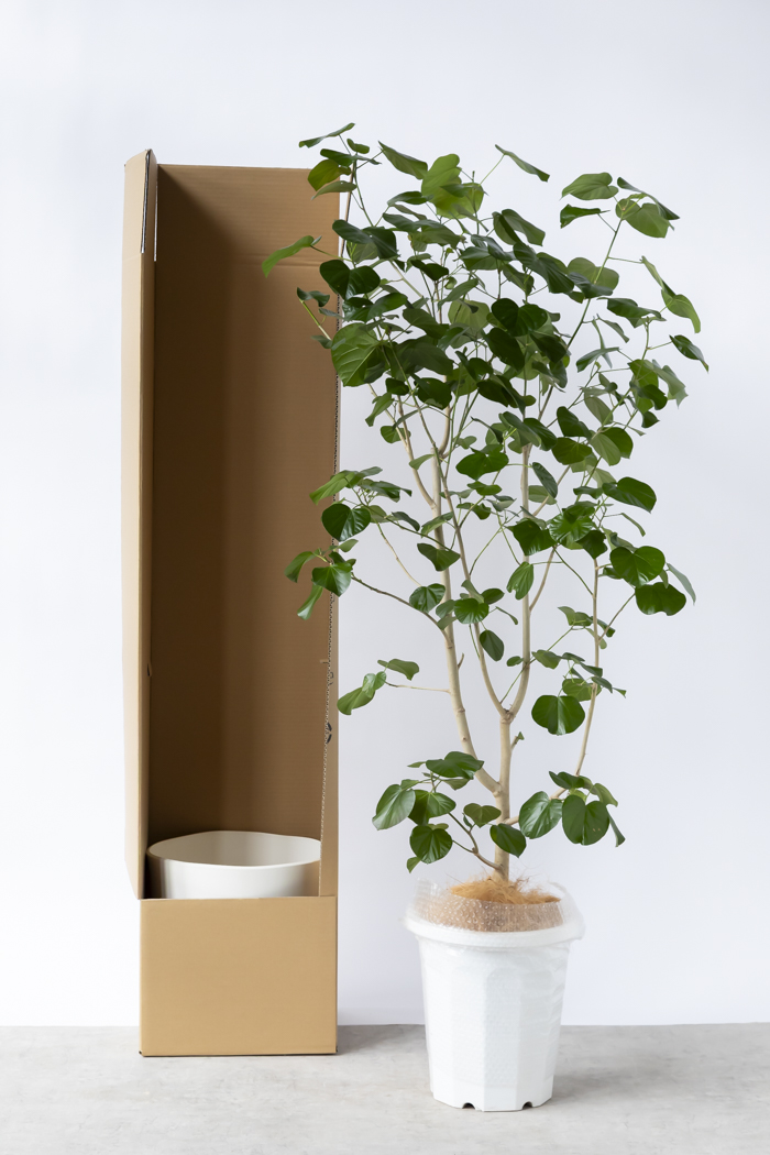 観葉植物 テリハハマボウ レイ 一点もの(A)（10号鉢）の写真15枚目