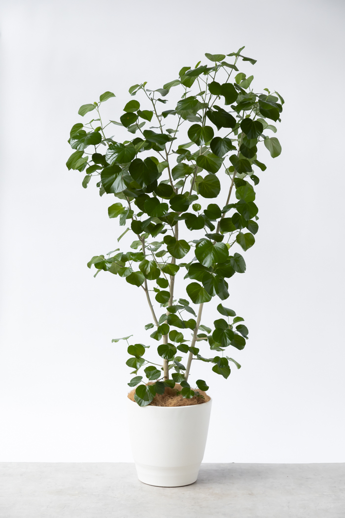 大型の観葉植物 XLサイズ（10号鉢）150cm～｜HanaPrime（ハナプライム）