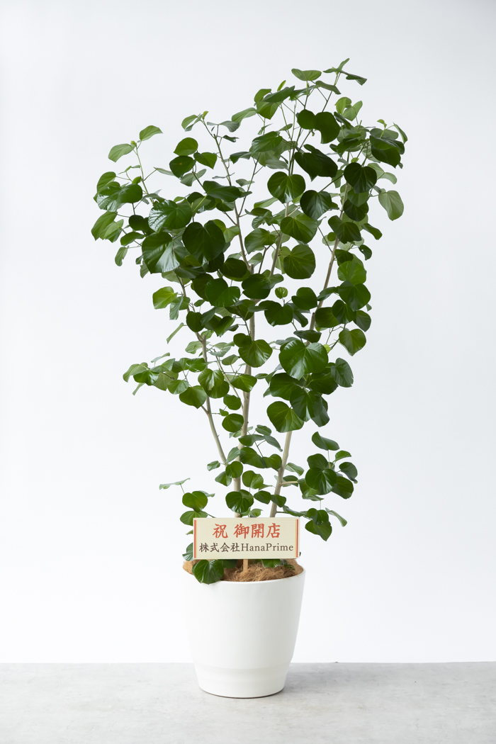 観葉植物 テリハハマボウ レイ 一点もの(B)（10号鉢）の写真2枚目