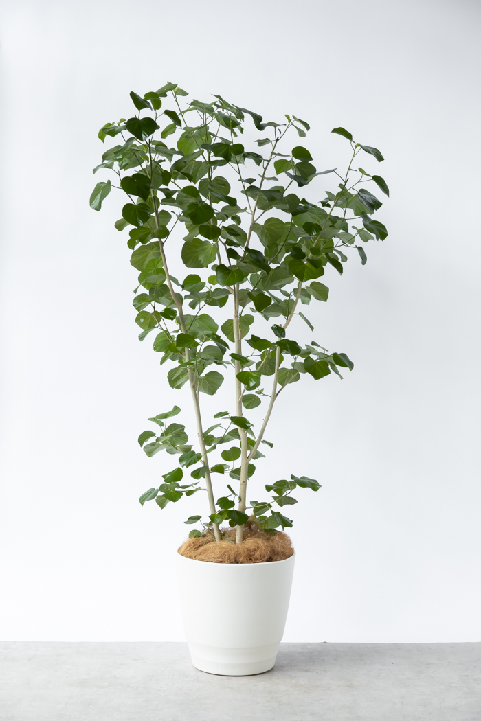 観葉植物 テリハハマボウ レイ 一点もの(B)（10号鉢）の写真3枚目