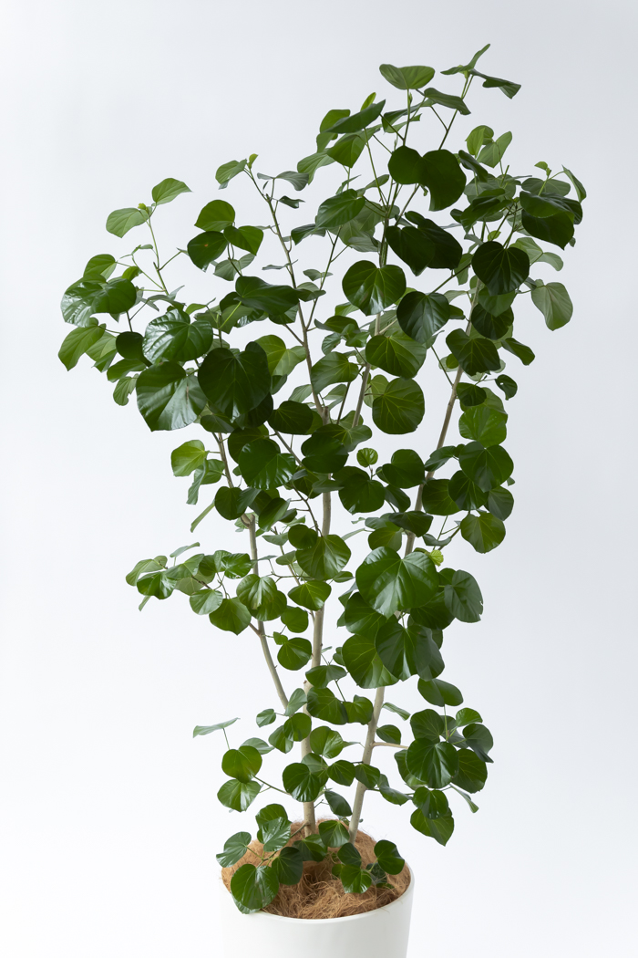 観葉植物 テリハハマボウ レイ 一点もの(B)（10号鉢）の写真4枚目