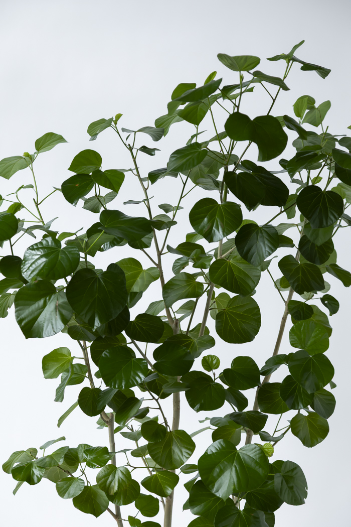 観葉植物 テリハハマボウ レイ 一点もの(B)（10号鉢）の写真5枚目