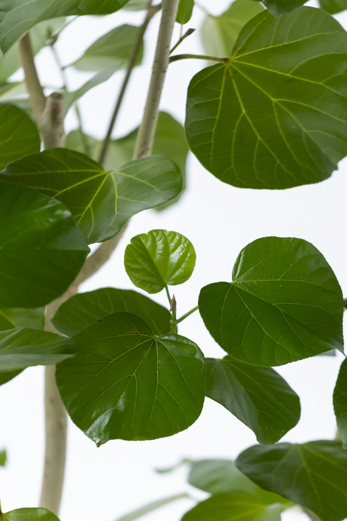 観葉植物 テリハハマボウ レイ 一点もの(B)（10号鉢）の写真6枚目