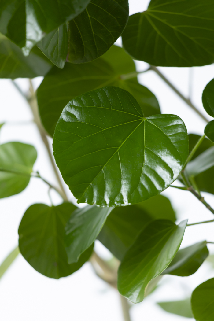 観葉植物 テリハハマボウ レイ 一点もの(B)（10号鉢）の写真7枚目