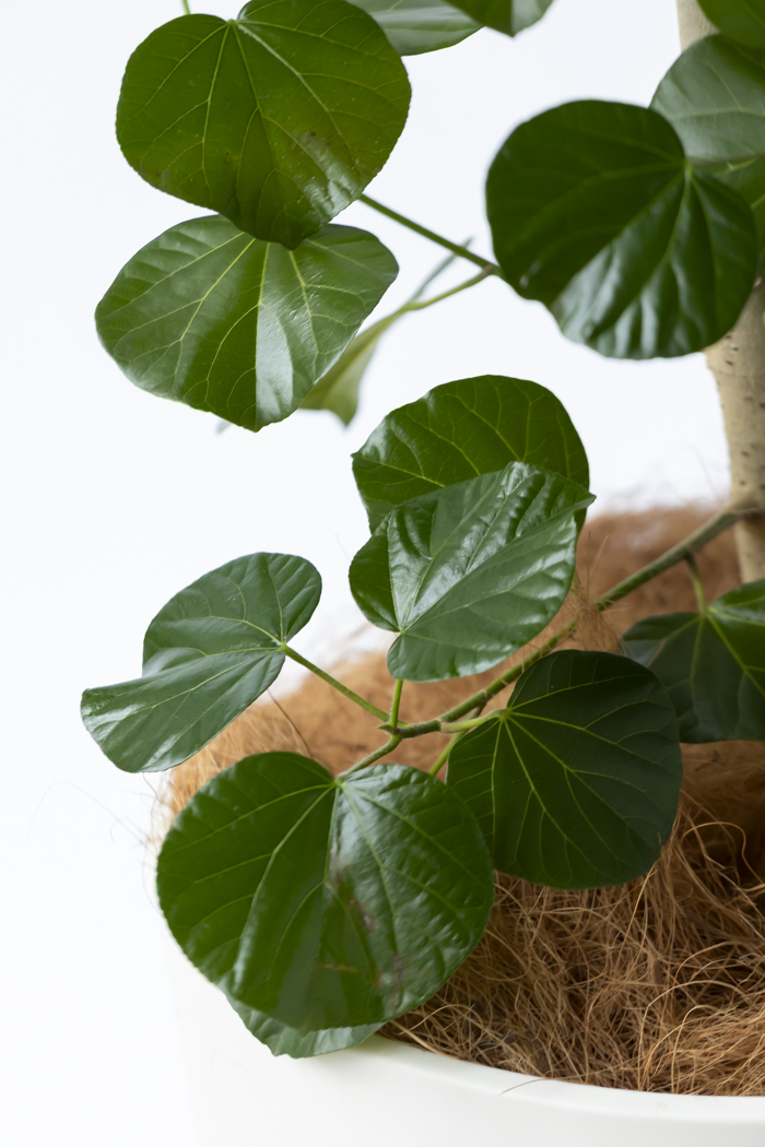 観葉植物 テリハハマボウ レイ 一点もの(B)（10号鉢）の写真8枚目