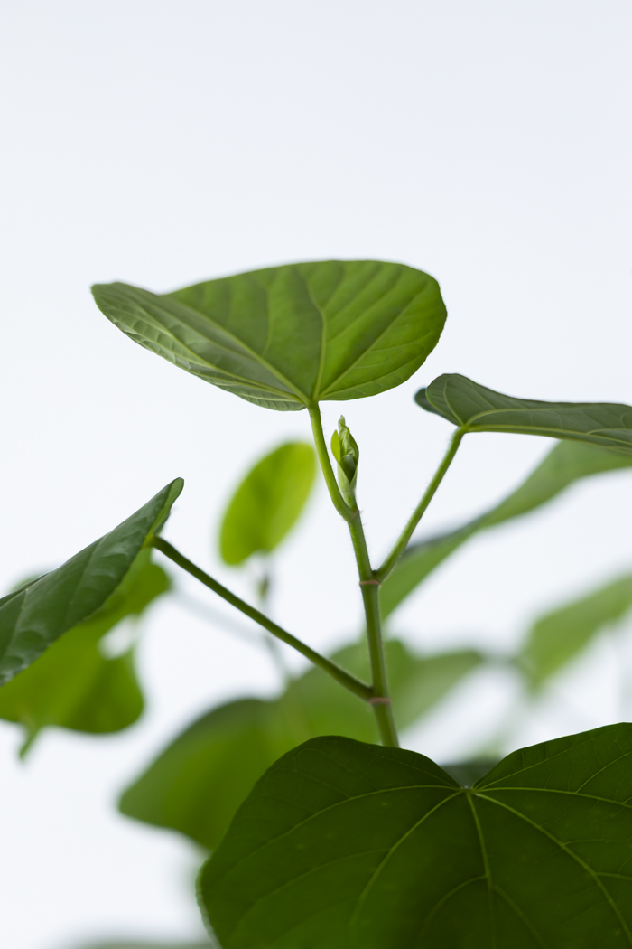 観葉植物 テリハハマボウ レイ 一点もの(B)（10号鉢）の写真9枚目