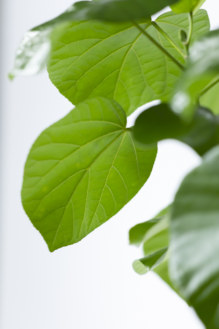 観葉植物 テリハハマボウ レイ 一点もの(B)（10号鉢）の写真10枚目