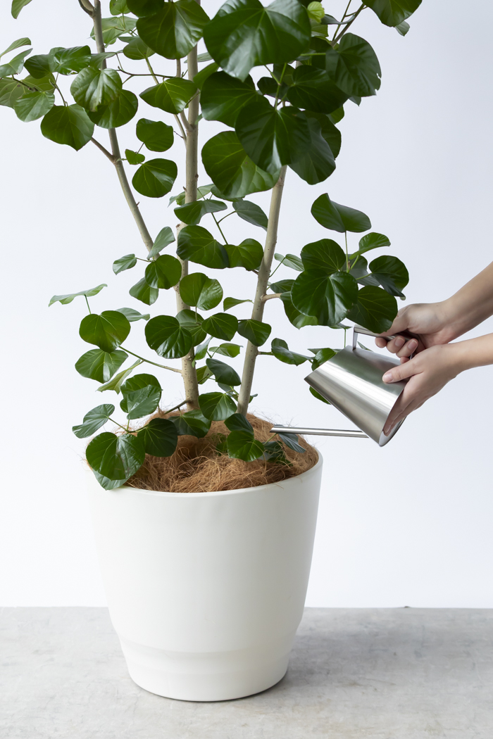 観葉植物 テリハハマボウ レイ 一点もの(B)（10号鉢）の写真13枚目