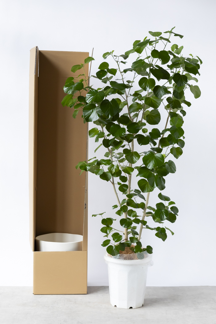 観葉植物 テリハハマボウ レイ 一点もの(B)（10号鉢）の写真14枚目