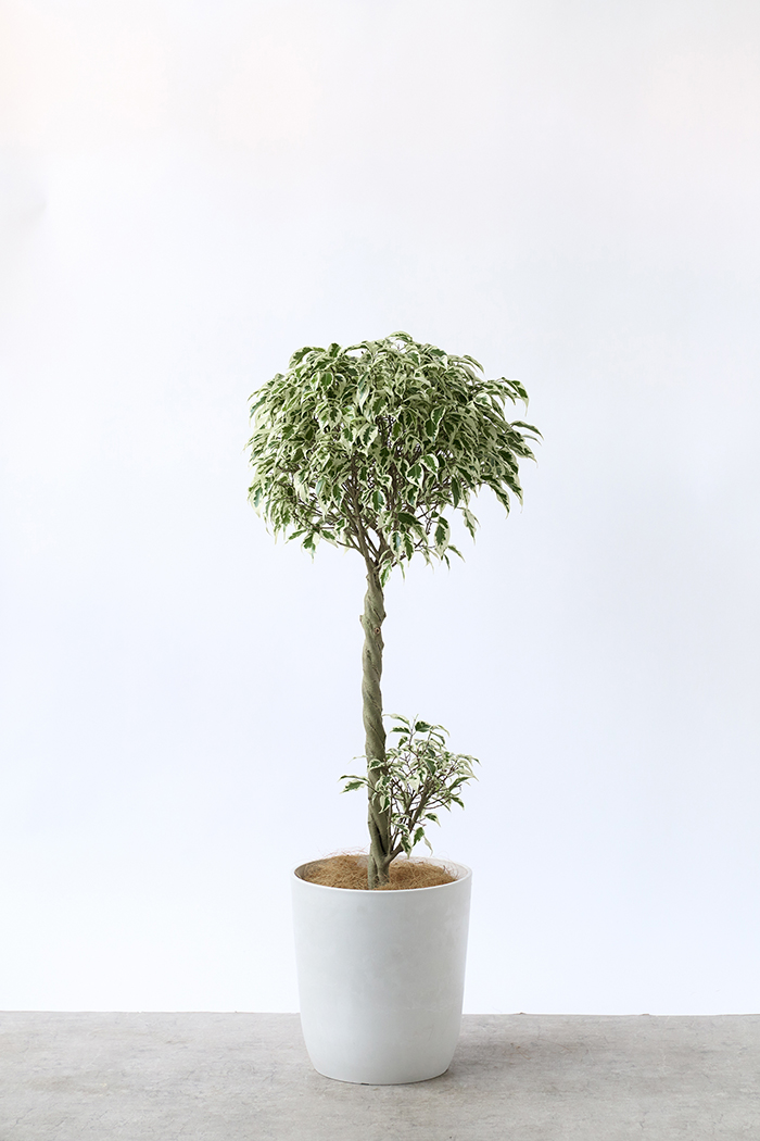Lサイズの観葉植物（8号鉢）100cm～150cm｜HanaPrime（ハナプライム）