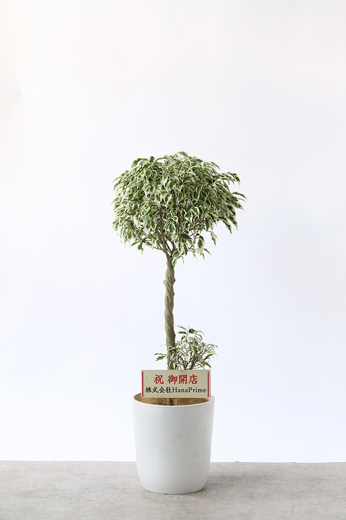 Lサイズの観葉植物（8号鉢）100cm～150cm｜HanaPrime（ハナプライム）