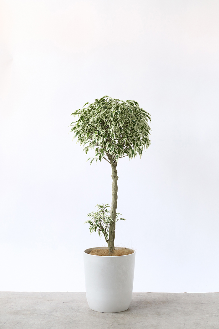 観葉植物 フィカス ベンジャミン スターライト 一点もの(A)（8号鉢）の写真3枚目