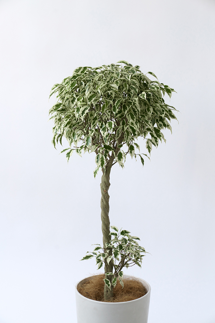 観葉植物 フィカス ベンジャミン スターライト 一点もの(A)（8号鉢）の写真4枚目