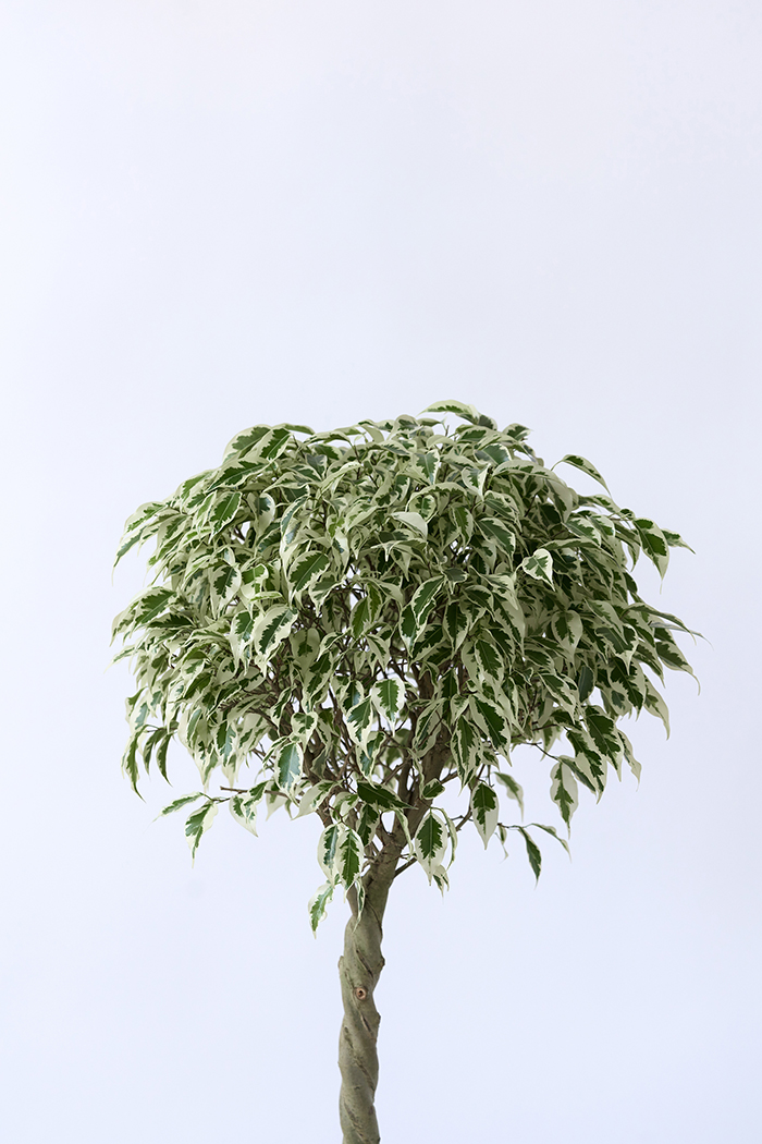 観葉植物 フィカス ベンジャミン スターライト 一点もの(A)（8号鉢）の写真5枚目