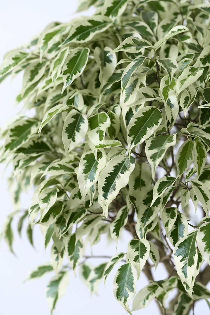 観葉植物 フィカス ベンジャミン スターライト 一点もの(A)（8号鉢）の写真6枚目