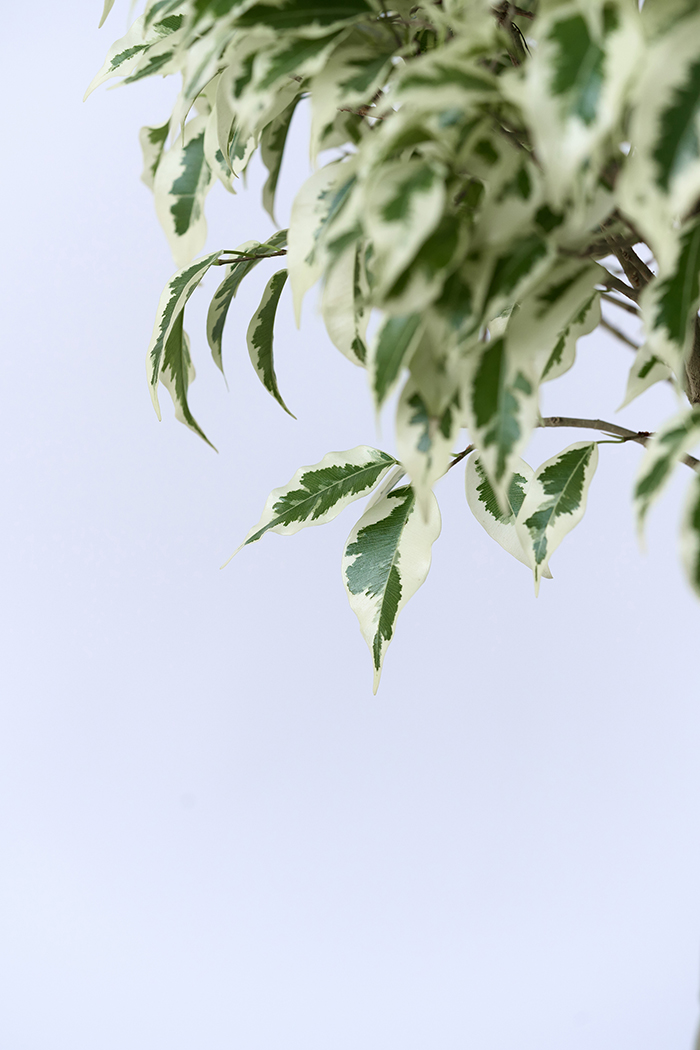 観葉植物 フィカス ベンジャミン スターライト 一点もの(A)（8号鉢）の写真8枚目