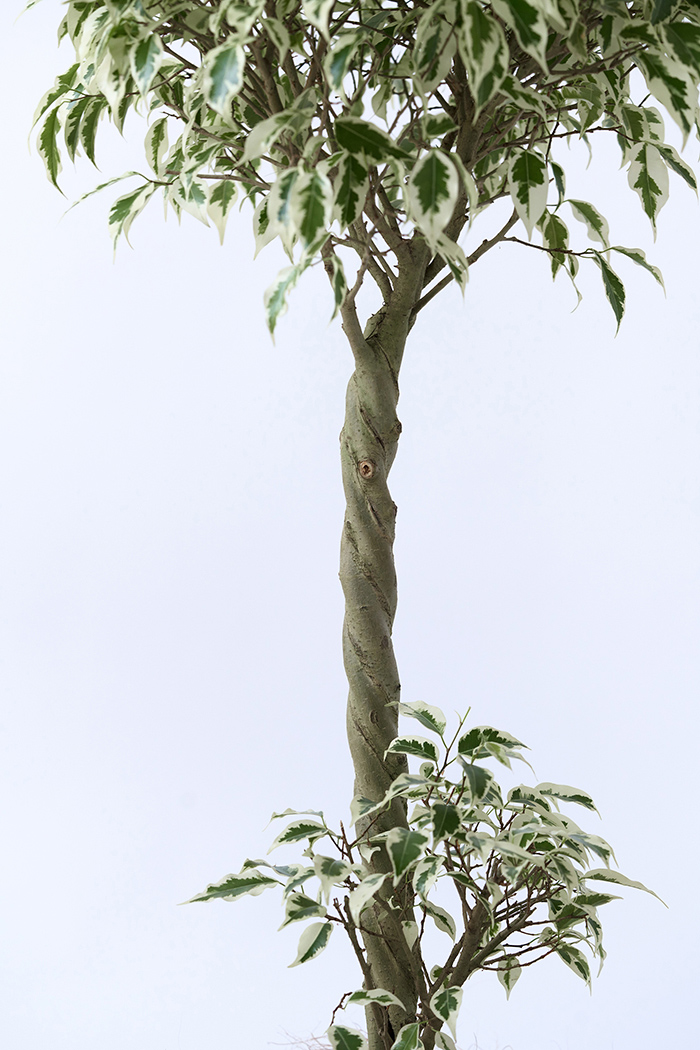 観葉植物 フィカス ベンジャミン スターライト 一点もの(A)（8号鉢）の写真9枚目