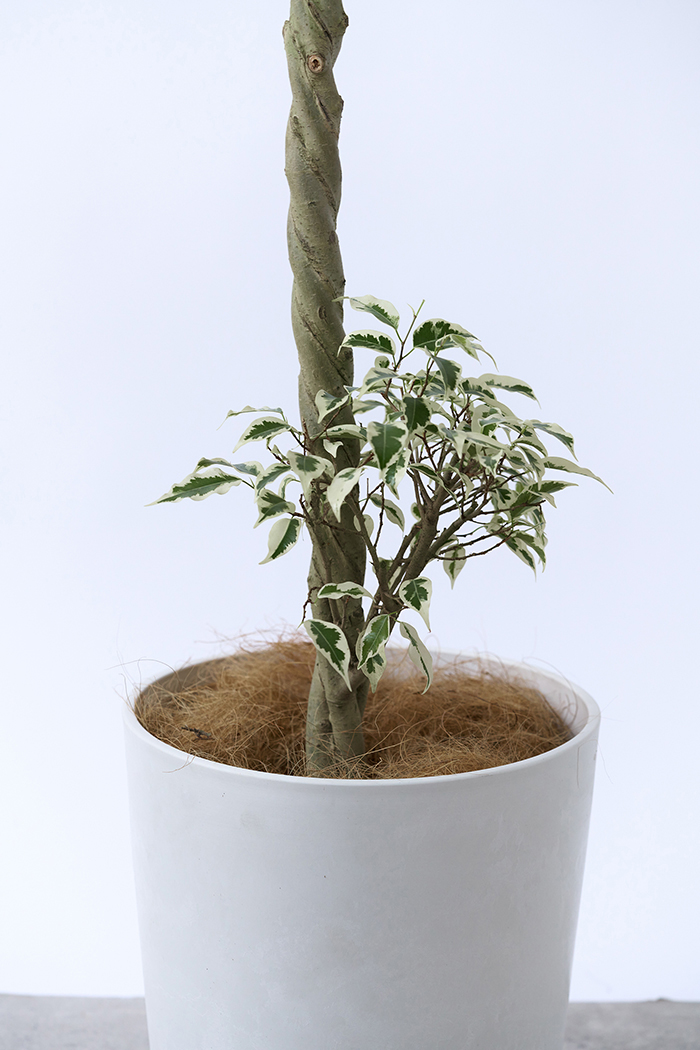 観葉植物 フィカス ベンジャミン スターライト 一点もの(A)（8号鉢）の写真11枚目