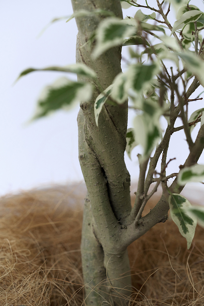 観葉植物 フィカス ベンジャミン スターライト 一点もの(A)（8号鉢）の写真12枚目