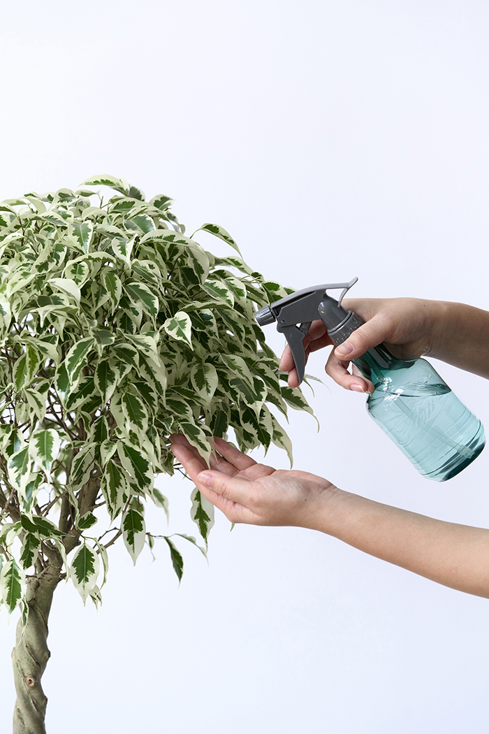 観葉植物 フィカス ベンジャミン スターライト 一点もの(A)（8号鉢）の写真13枚目