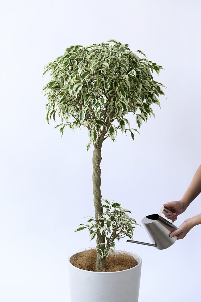 観葉植物 フィカス ベンジャミン スターライト 一点もの(A)（8号鉢）の写真14枚目