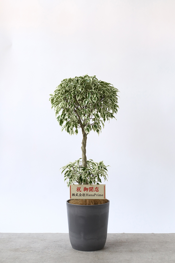 Lサイズの観葉植物（8号鉢）100cm～150cm｜HanaPrime（ハナプライム）