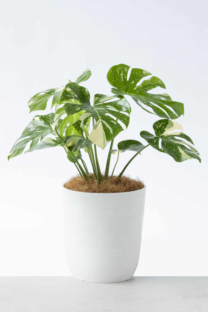 観葉植物 モンステラ タイコンステレーション 一点もの(A)（8号鉢）