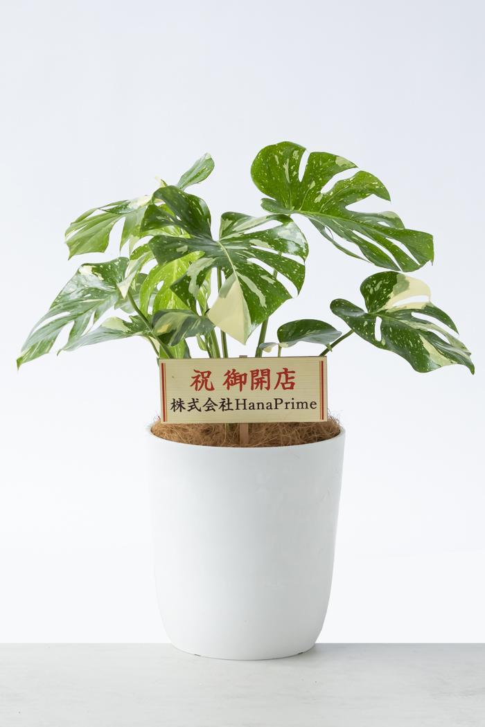 【12/16まで値引き】モンステラ　タイコンステレーション　8号鉢 観葉植物 モンステラ タイコンステレーション 一点もの(A)（8号鉢