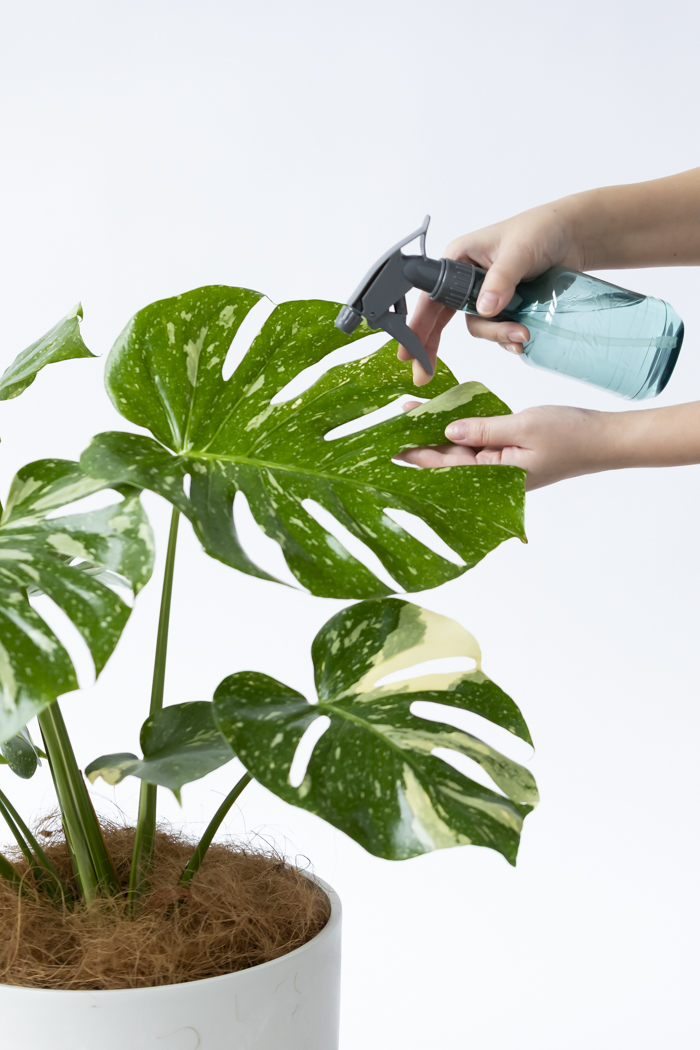 【12/16まで値引き】モンステラ　タイコンステレーション　8号鉢 観葉植物 モンステラ タイコンステレーション 一点もの(A)（8号鉢