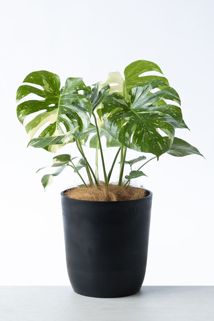 2株半額・3株無料】P. foong siqi 観葉植物 IMAMA産 IMAMA ビカクシダ