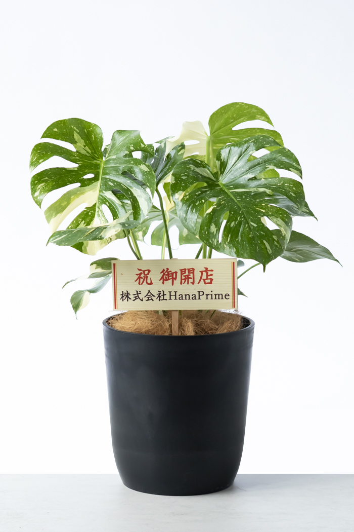観葉植物 モンステラ タイコンステレーション 一点もの(B)（8号鉢）