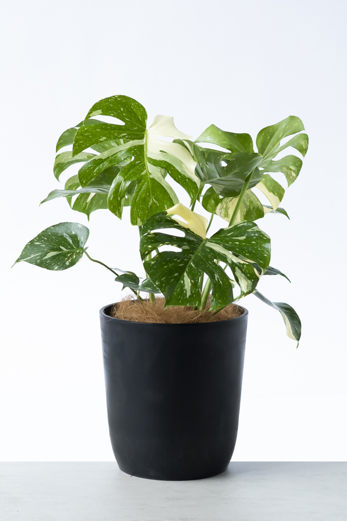 観葉植物 モンステラ タイコンステレーション 一点もの(B)（8号鉢）の写真3枚目