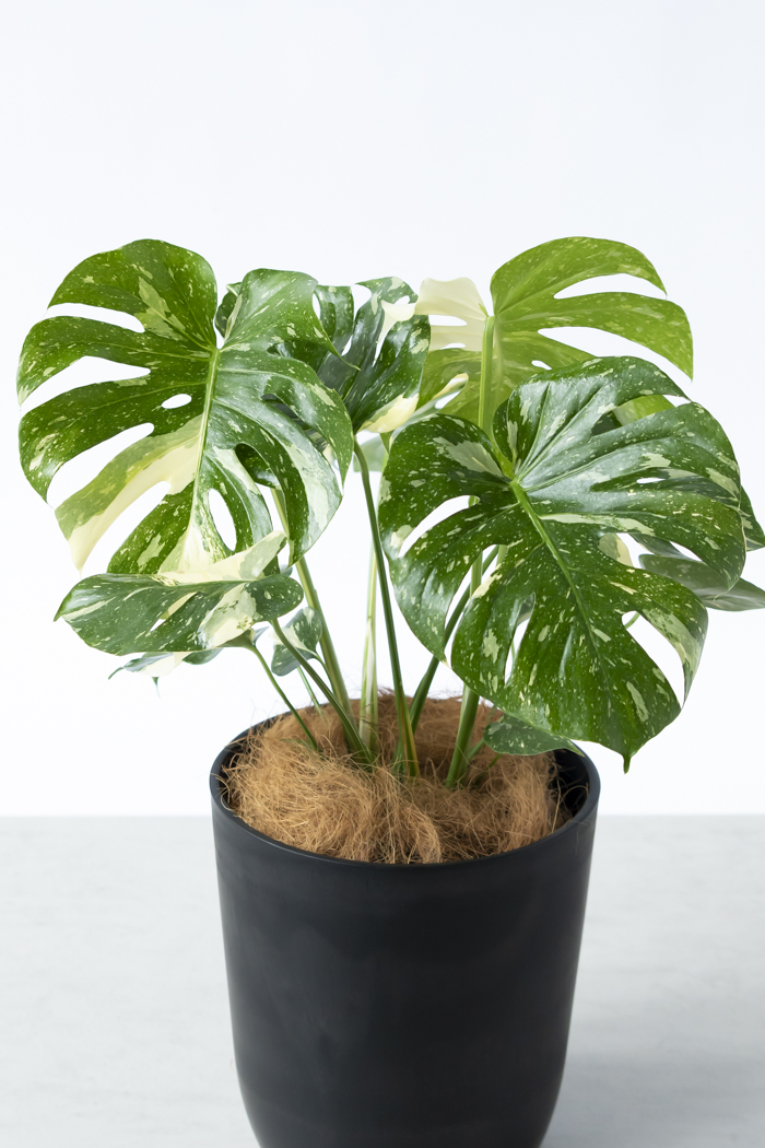 観葉植物 モンステラ タイコンステレーション 一点もの(B)（8号鉢）の写真4枚目