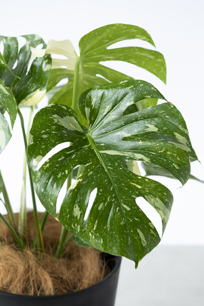 観葉植物 モンステラ タイコンステレーション 一点もの(B)（8号鉢）の写真5枚目