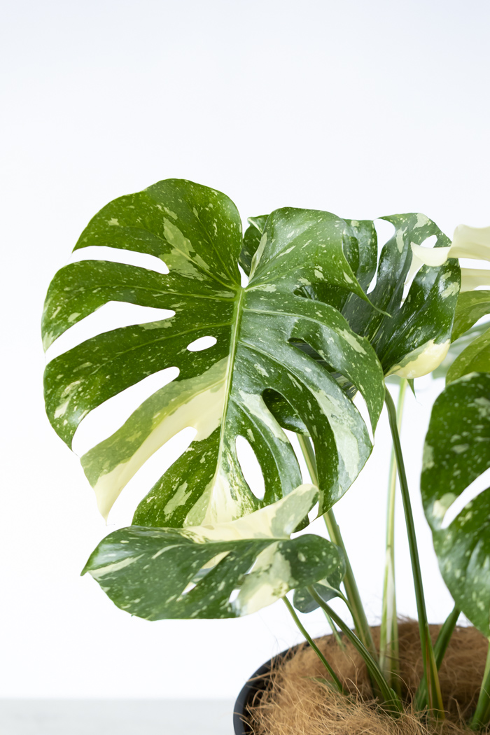 観葉植物 モンステラ タイコンステレーション 一点もの(B)（8号鉢）の写真6枚目