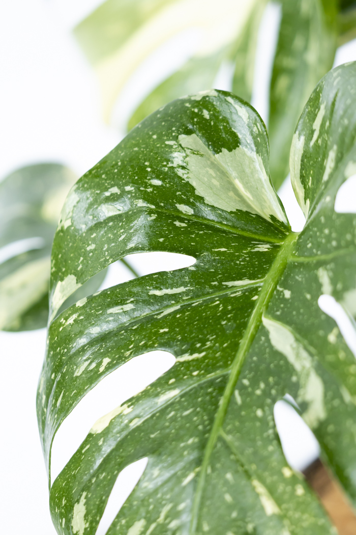 観葉植物 モンステラ タイコンステレーション 一点もの(B)（8号鉢）の写真7枚目