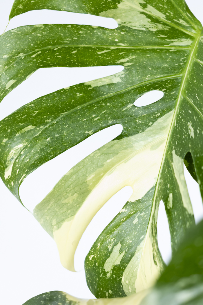 観葉植物 モンステラ タイコンステレーション 一点もの(B)（8号鉢）の写真8枚目
