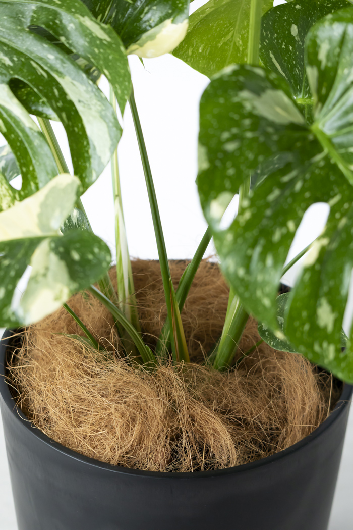 【12/16まで値引き】モンステラ　タイコンステレーション　8号鉢 観葉植物 モンステラ タイコンステレーション 一点もの(A)（8号鉢