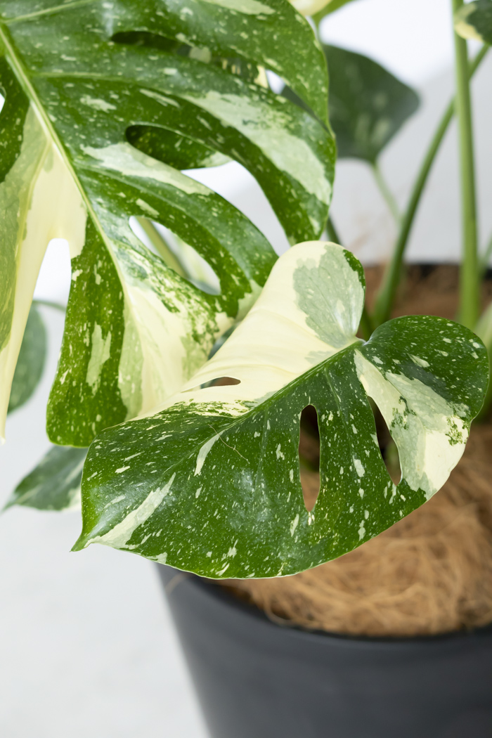 観葉植物 モンステラ タイコンステレーション 一点もの(B)（8号鉢）の写真10枚目