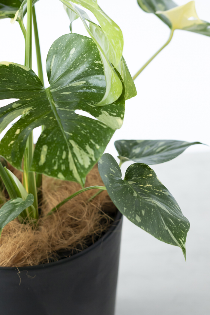 観葉植物 モンステラ タイコンステレーション 一点もの(B)（8号鉢）の写真11枚目