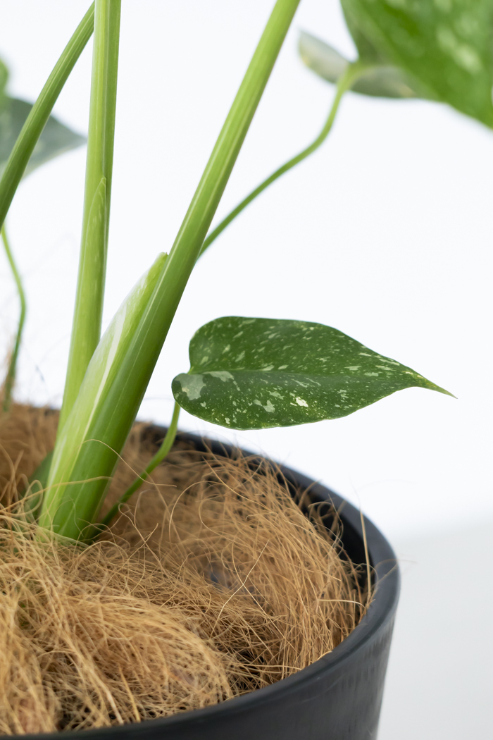 観葉植物 モンステラ タイコンステレーション 一点もの(B)（8号鉢