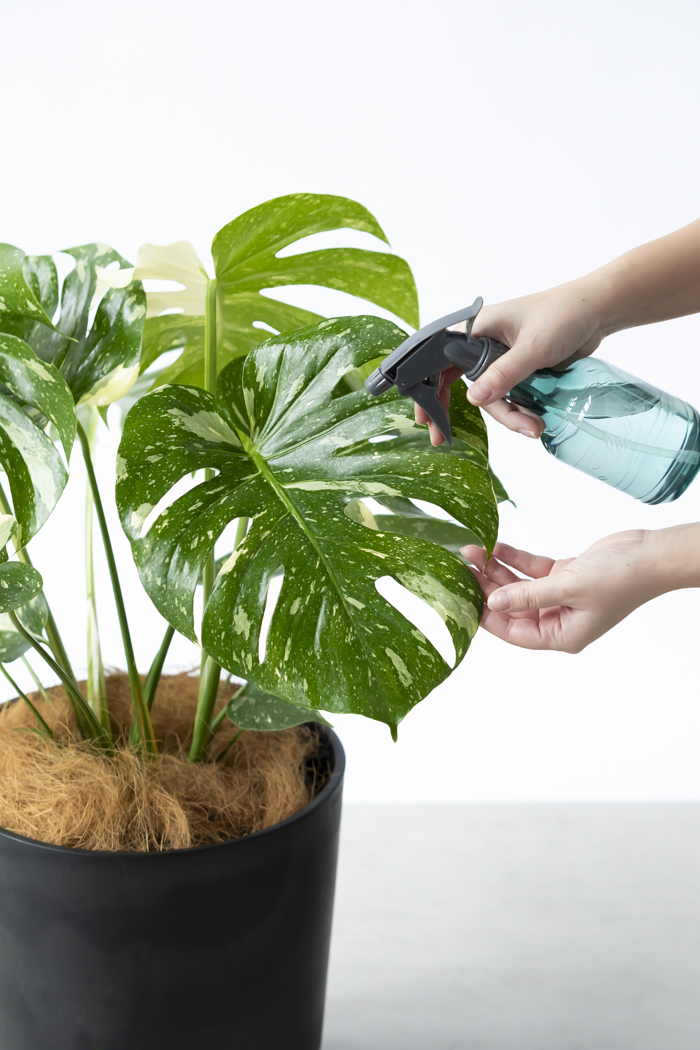 観葉植物 モンステラ タイコンステレーション 一点もの(B)（8号鉢）の写真13枚目