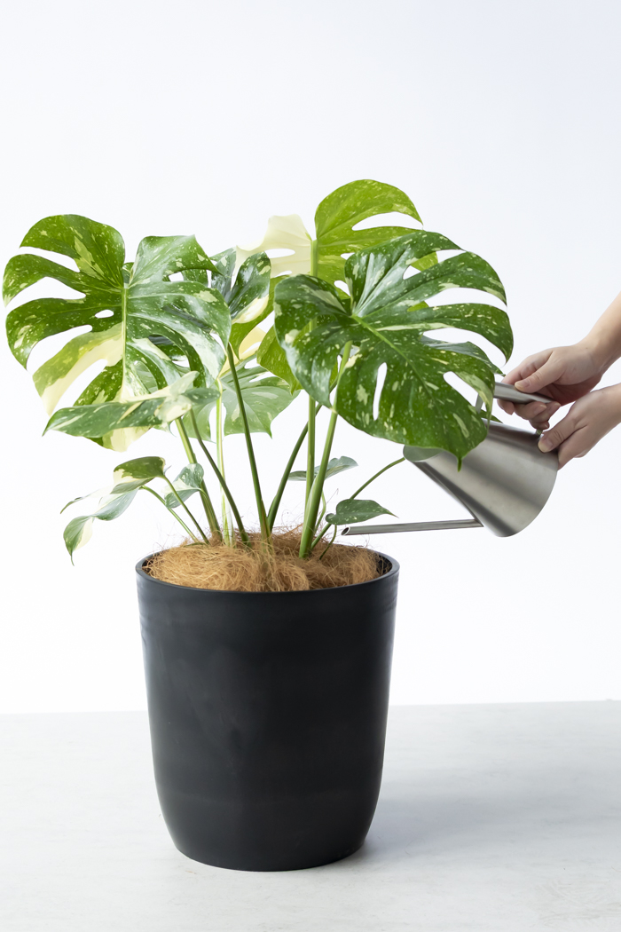 観葉植物 モンステラ タイコンステレーション 一点もの(B)（8号鉢）の写真14枚目