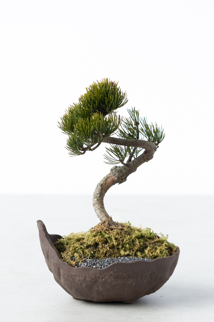 季節限定 盆栽 五葉松（5号鉢）