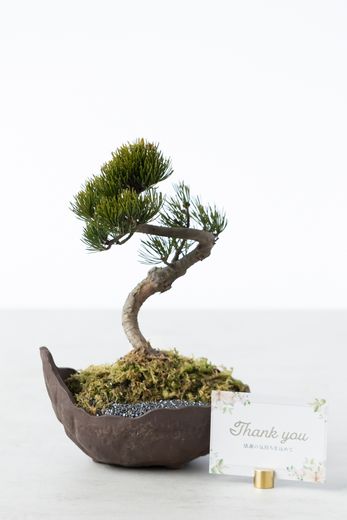 季節限定 盆栽 五葉松（5号鉢）