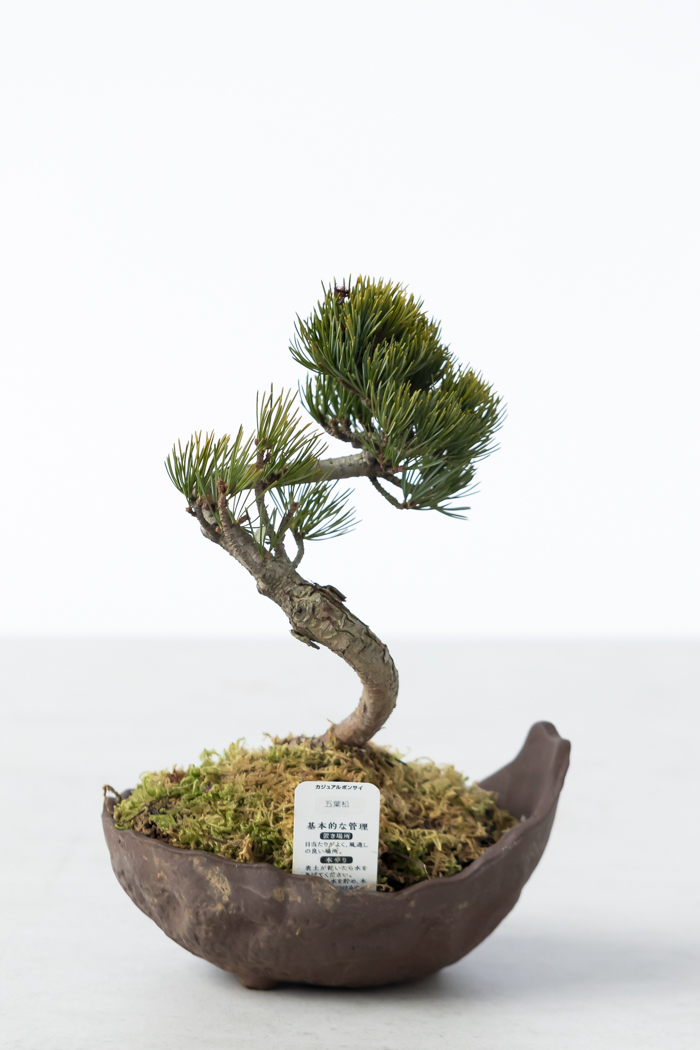 季節限定 盆栽 五葉松 一点もの（5号鉢）の写真3枚目