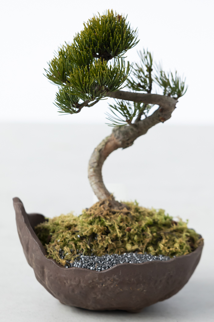 季節限定 盆栽 五葉松 一点もの（5号鉢）の写真4枚目