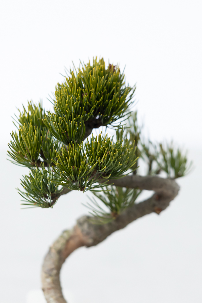 季節限定 盆栽 五葉松 一点もの（5号鉢）の写真5枚目