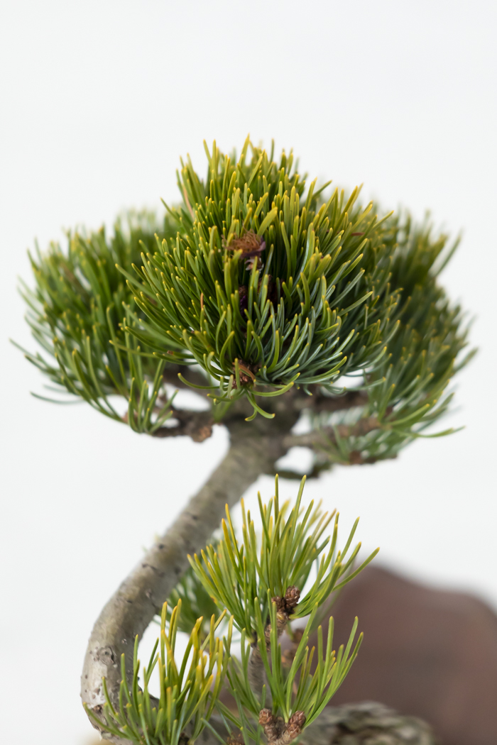 季節限定 盆栽 五葉松 一点もの（5号鉢）の写真6枚目