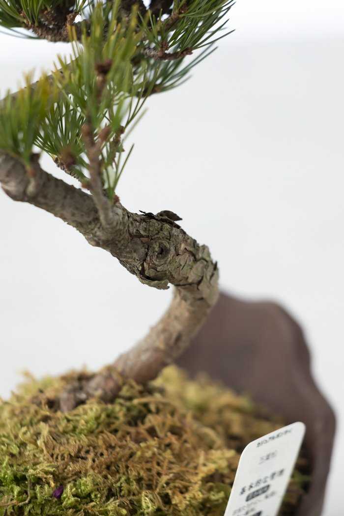 季節限定 盆栽 五葉松 一点もの（5号鉢）の写真7枚目